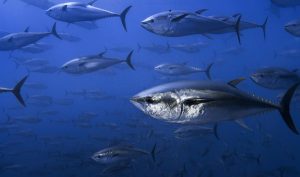Bluefin Tuna off the coast of Spain